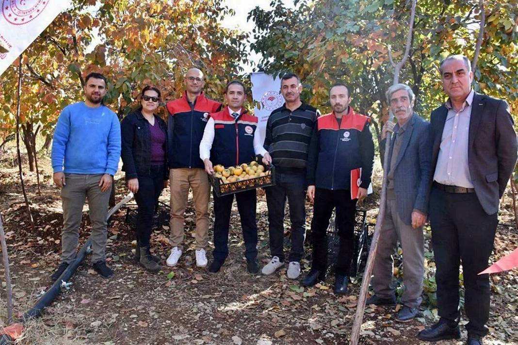 9 yıl önce bahçesine ekti: Bu yıl 100 kilogram topladı! Üreticisine adeta cenneti yaşatıyor 4